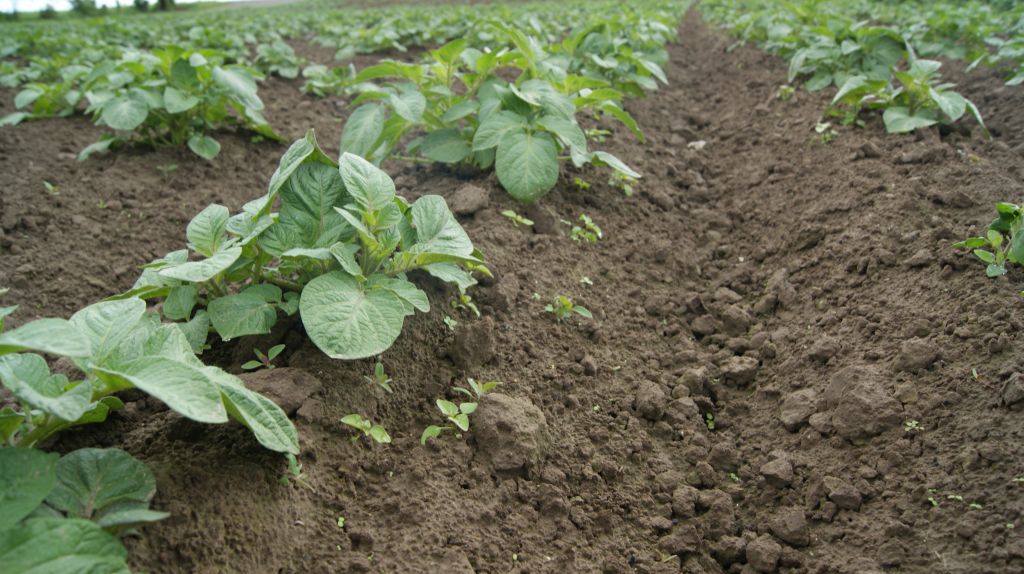 powschodowe odchwaszczanie ziemniaka, odchwaszczanie ziemniaka, rimsulfuron, metrybuzyna, bentazon