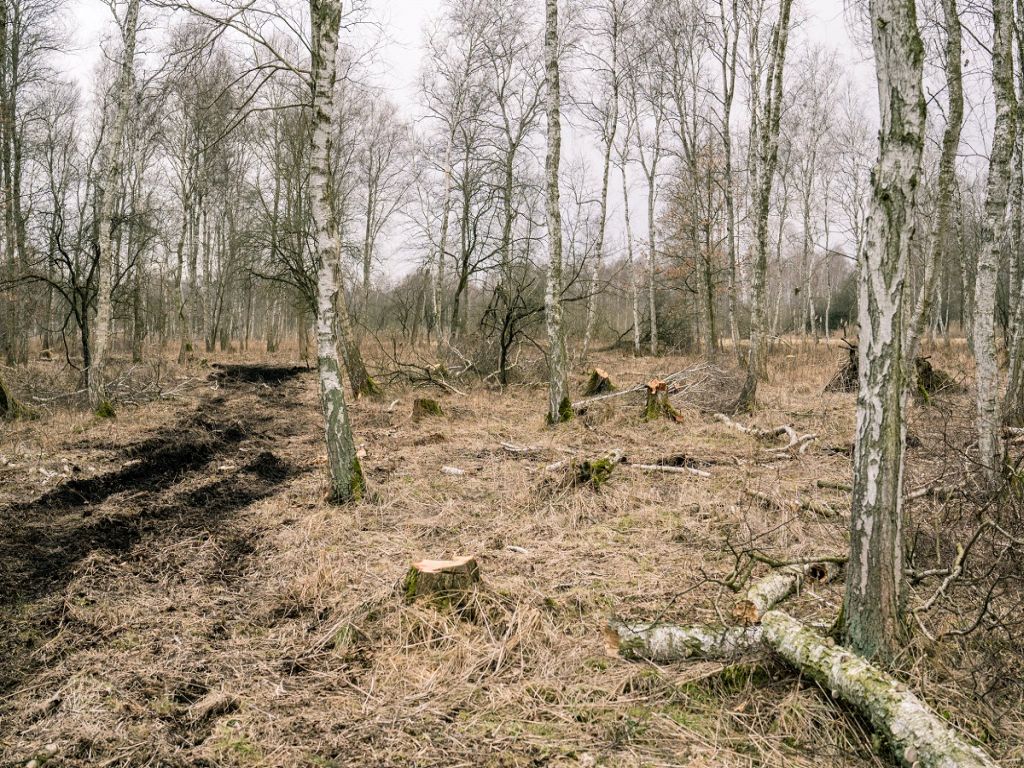 kradzież drewna, Nadleśnictwo Pieńsk, Justyna Bujakiewicz-Rodzeń, gmina Kcynia, Elwira Tadyniewicz