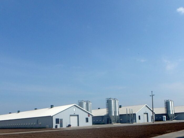 produkcja drobiu, rynek mięsa, komisja europejska