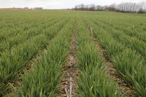 jęczmień ozimy, pole