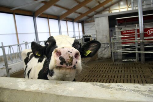 krowy mleczne, bydło mleczne, hodowcy bydła, robot udojowy, PMR, legowiska, pasza, drewno klejone, cielęta, słoma