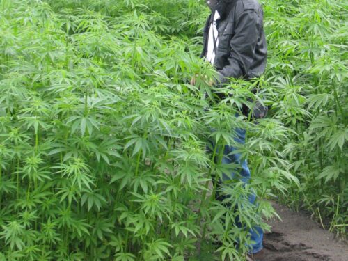 konopie włókniste, ziele konopi, ustawa o przeciwdziałaniu narkomanii