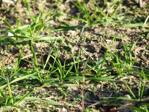 mikroskładniki w nawożeniu zbóż, ph gleby, nawożenie mikroelementami