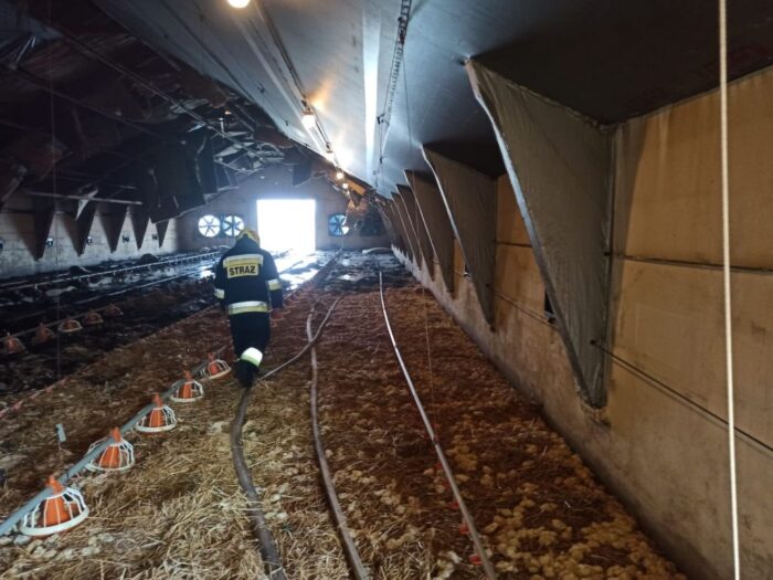 pożar kurnika, Przystawka, kurczęta, hodowla drobiu