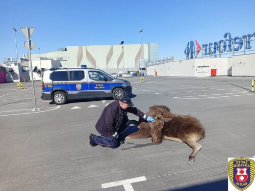 łoś na dachu centrum handlowego, gmina Grębów, Elbląg, Jaworzno