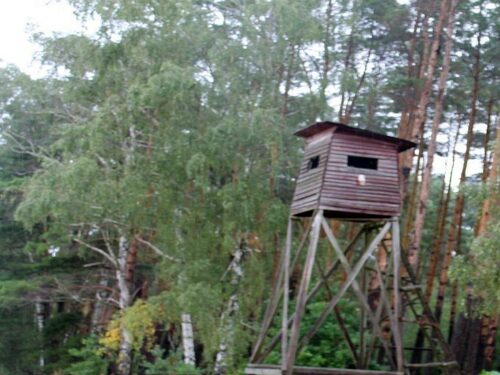 mysliwi, las, ambona