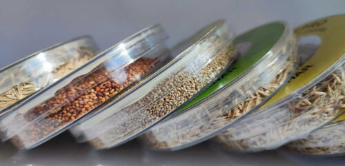 nasiona, próbki
