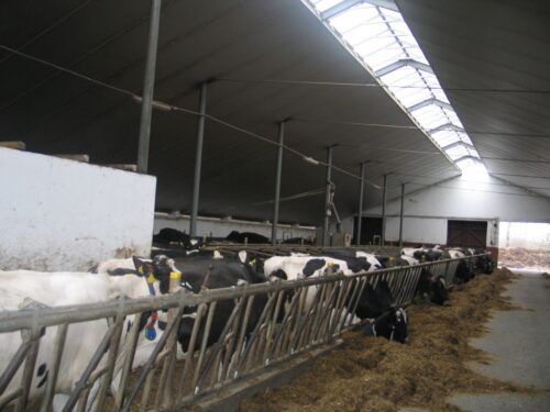 Obora wolnostanowiskowa, Łotwa, Janusz Wojciechowski, hodowla bydła