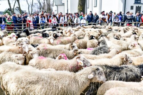 mieso kozie, mięso owcze, kontyngent taryfowy