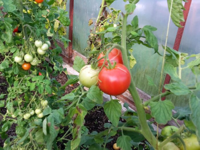 warzywnictwo, produkcja warzyw, Wielkopolska Izba Rolnicza