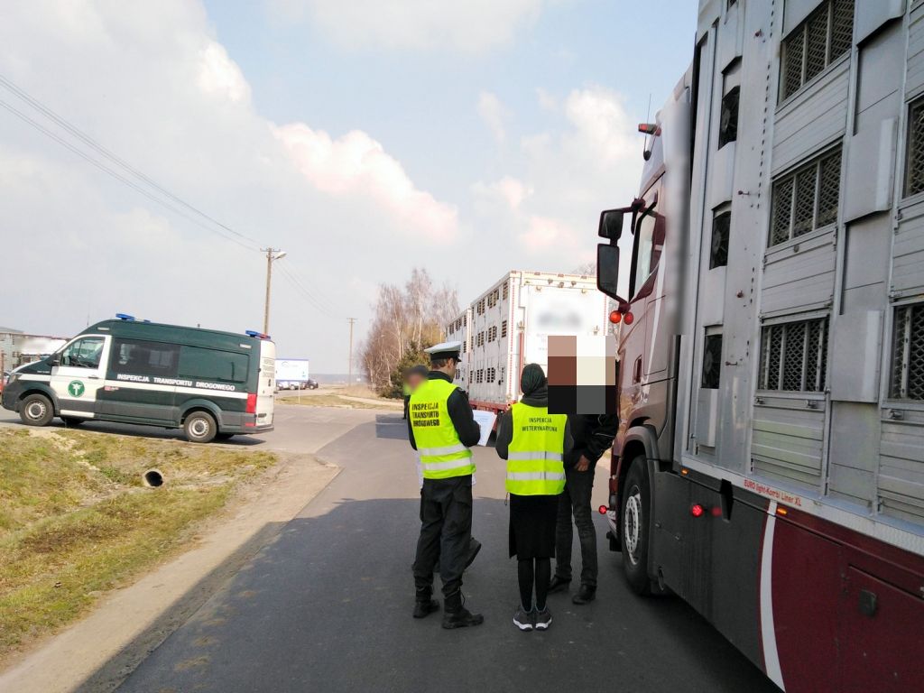 transport zwierząt, zwierzęta hodowlane, inspekcja weterynaryjna, WITD Poznań