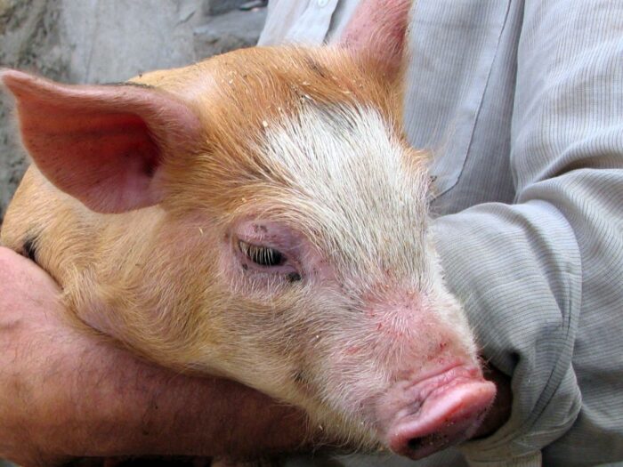 asf, trzoda chlewna
