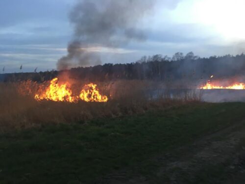 strażak podpalacz, OSP, gmina Iława, pożary traw, Joanna Kwiatkowska