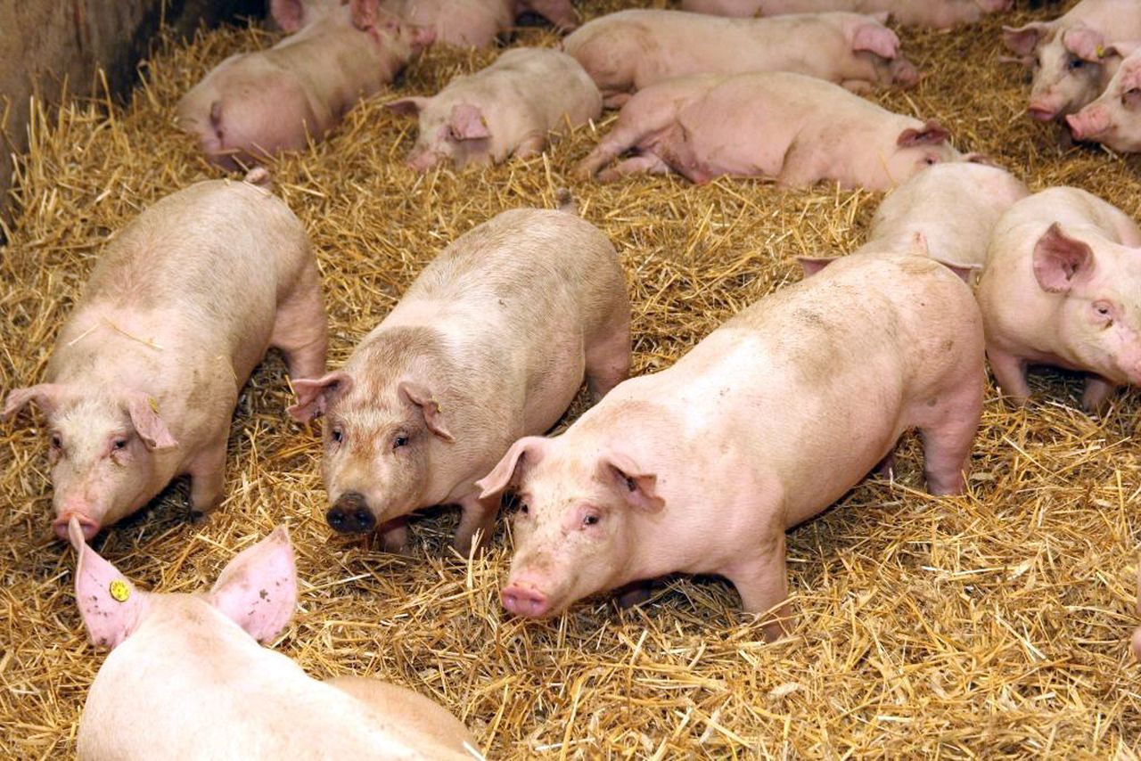tuczniki, UE, wieprzowina, produkcja świń
