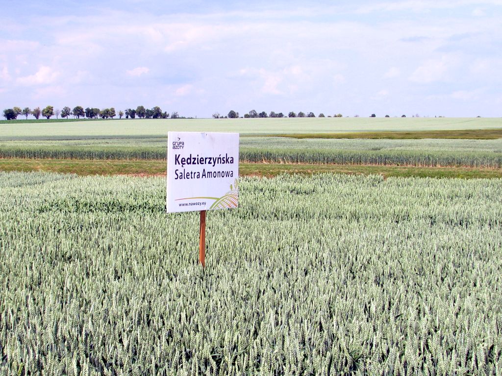 strategie grains, unijny eksport zbóż, rynek zbóż, pszenica