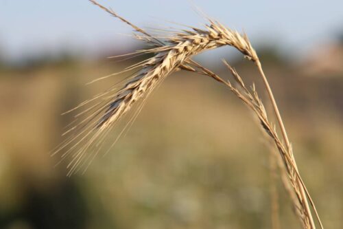 produkcja zbóż, pszenica, zboża paszowe