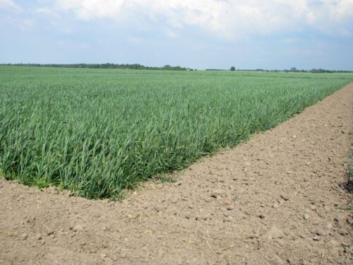 nawożenie, NIK, raport, gleba, uprawa, badanie gleby