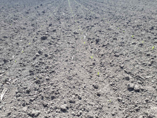 pole, Sahryń, buraki