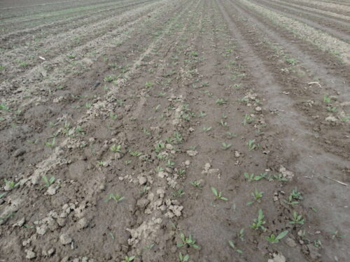 burakochwasty, pole, Zamojszczyzna