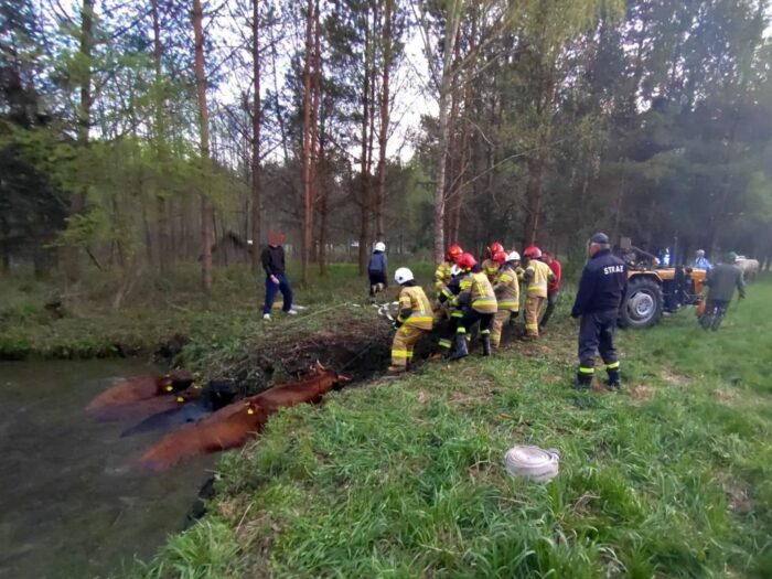 bydło w bagnie, Kałtki, hodowla bydła, OSP Stare Juchy