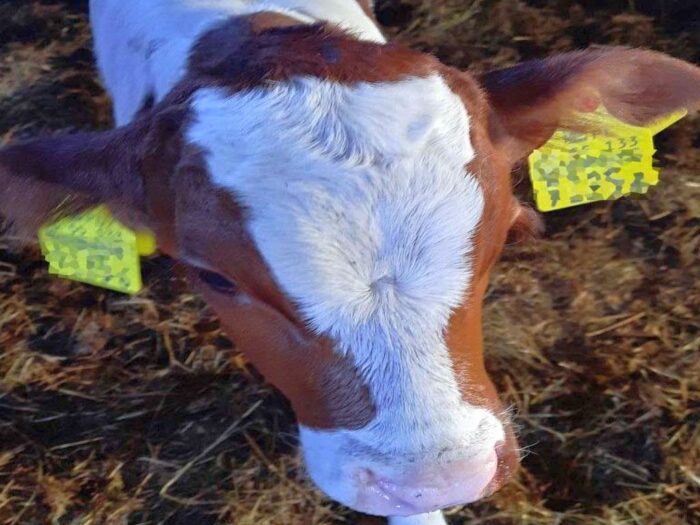 złodziejka zwierząt hodowlanych, Obrąb, powiat wyszkowski, Damian Wroczyński