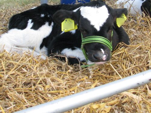 rejestracja zwierząt, Lech Kołakowski, Małopolska Izba Rolnicza, bydło, świnie