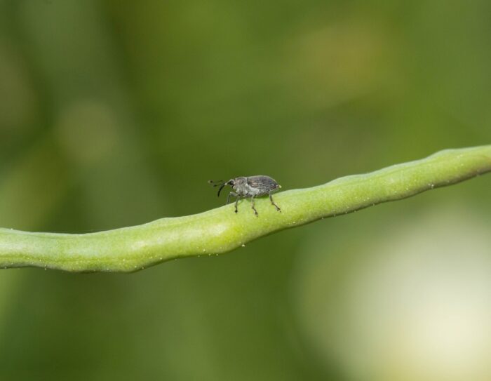 chowacz podobnik, rzepak