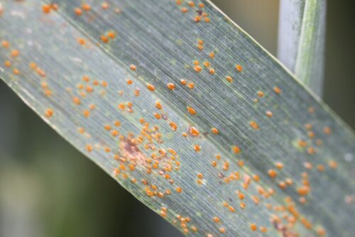 rdza brunatna, pszenica