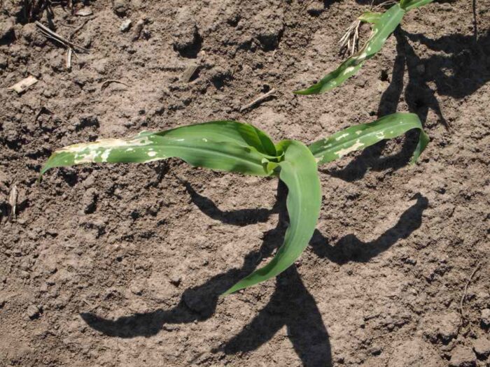 kukurydza, uszkodzenia, herbicydy