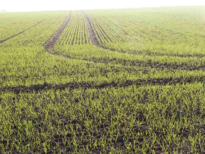 zboża, miedź, mangan