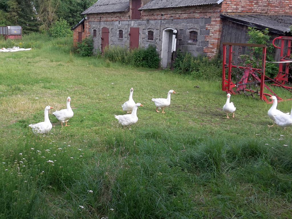 drób wodny, gęsina, mięso kacze, gęsi, kaczki, de heus, produkcja drobiu, Marcin Szukalski
