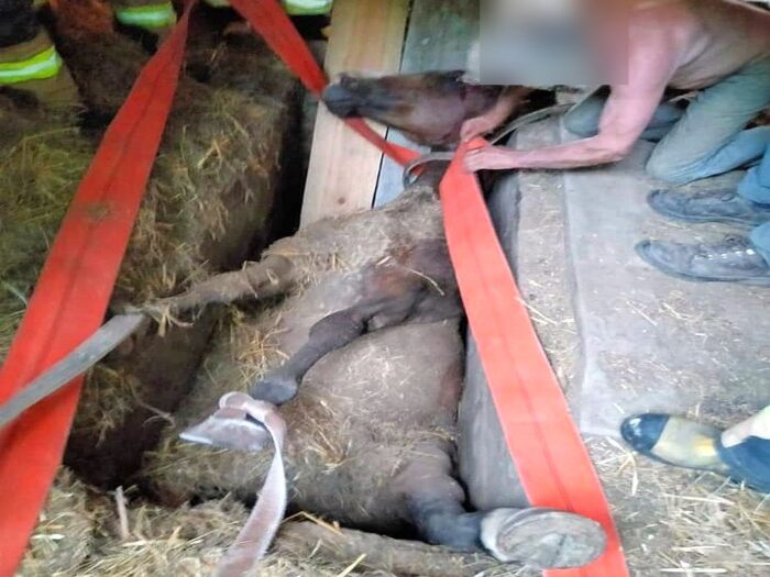 koń w kanale garażowym, Radecznica, powiat zamojski, lekarz weterynarii