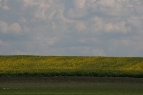 kowr, ziemia, dzierżawa