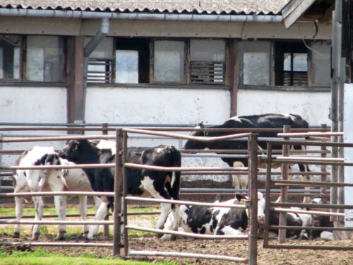 korowy pogłowie obora