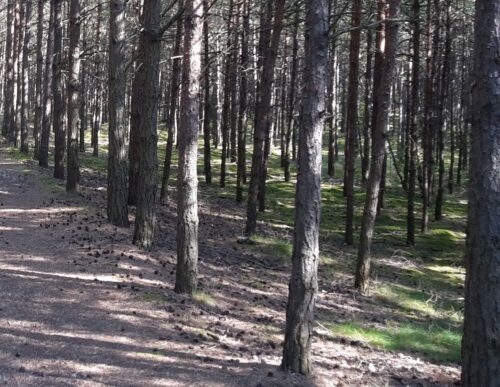 las, ściółka, pożary lasów, susza
