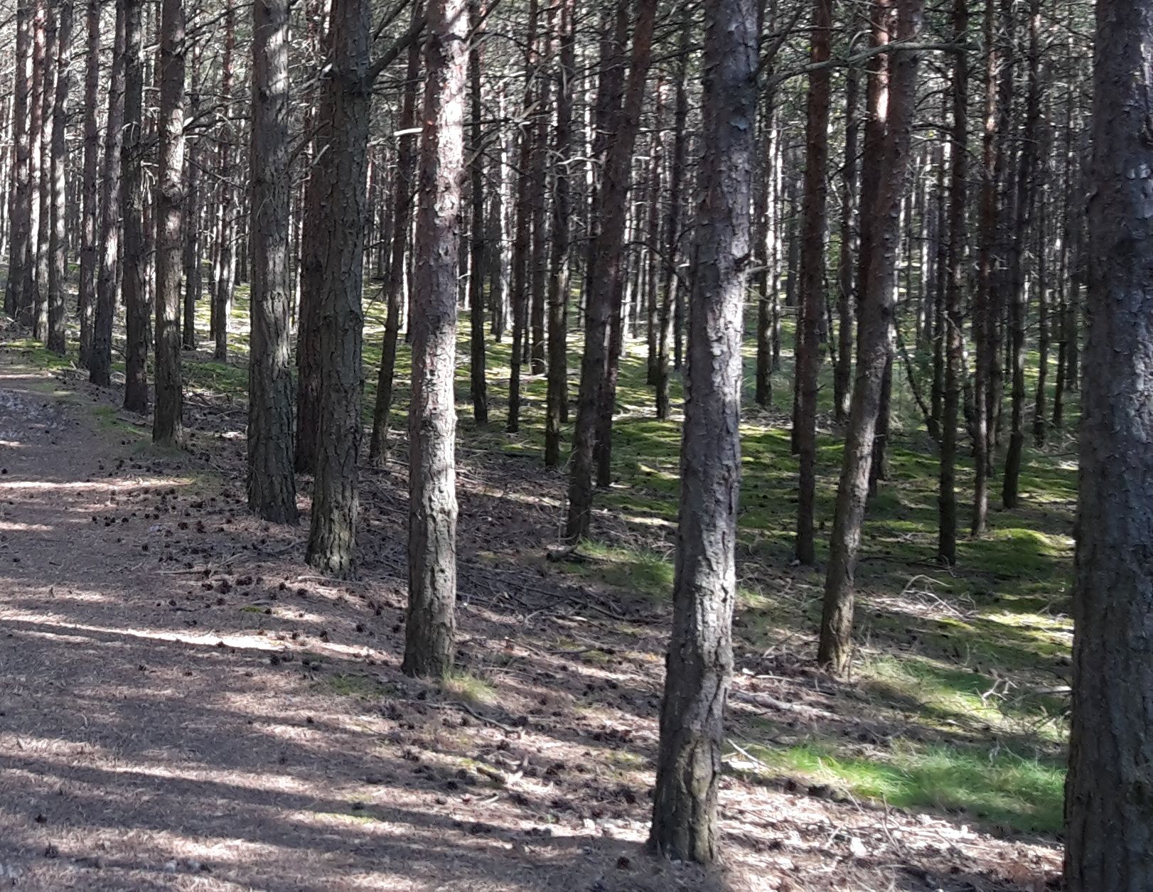 las, ściółka, pożary lasów, susza