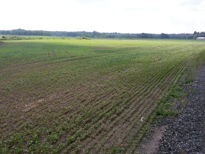 oziminy, Stanisław Kulwicki, bogdan bąk, Marek Radzimierski, Kujawsko-Pomorski Ośrodek Doradztwa Rolniczego