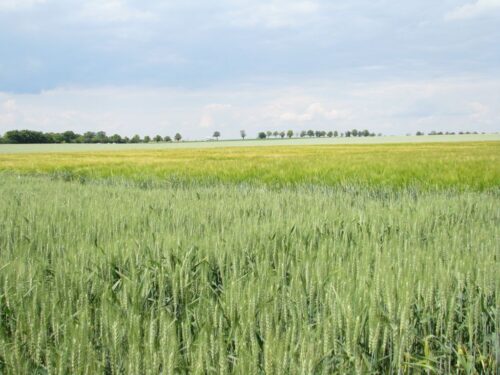 pole, zboża, młode zboża