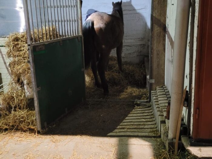 tragdia w stadninie koni, koń nadepnął na dziecko, powiat poddębicki