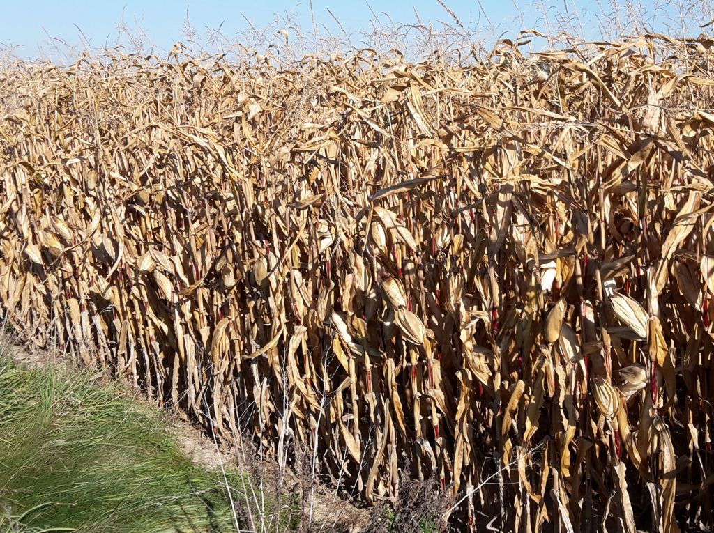 susza rolnicza, Klimatyczny Bilans Wodny, IUNG, kukurydza