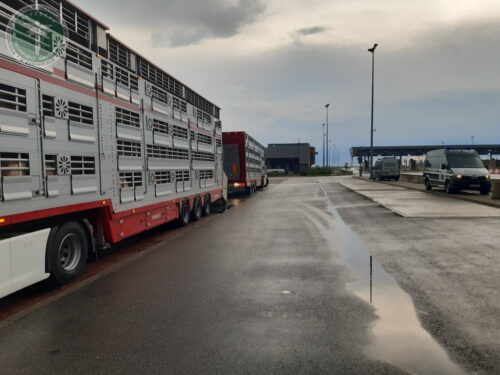 transport żywych zwierząt, trzoda chlewna, świnie, ITD