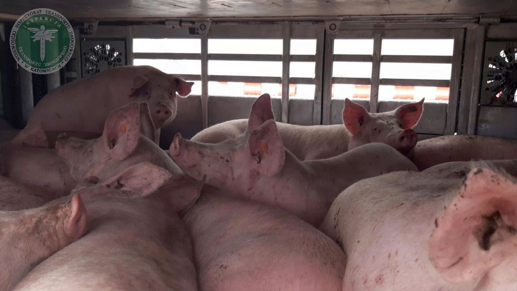transport żywych zwierząt, trzoda chlewna, świnie, ITD