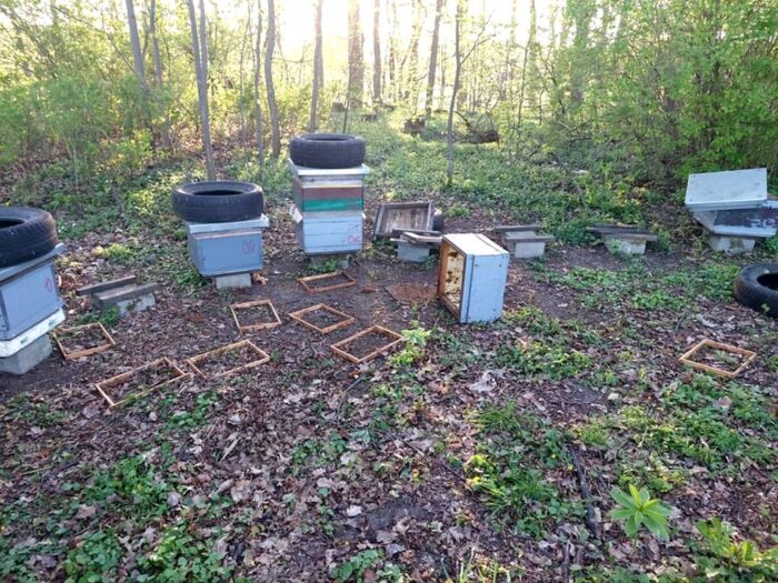 zniszczona pasieka., gminia Zalewo, KPP Iława, pszczelarstwo
