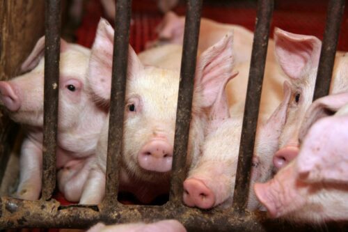 blattin, trzoda chlewna, żywienie, maciory