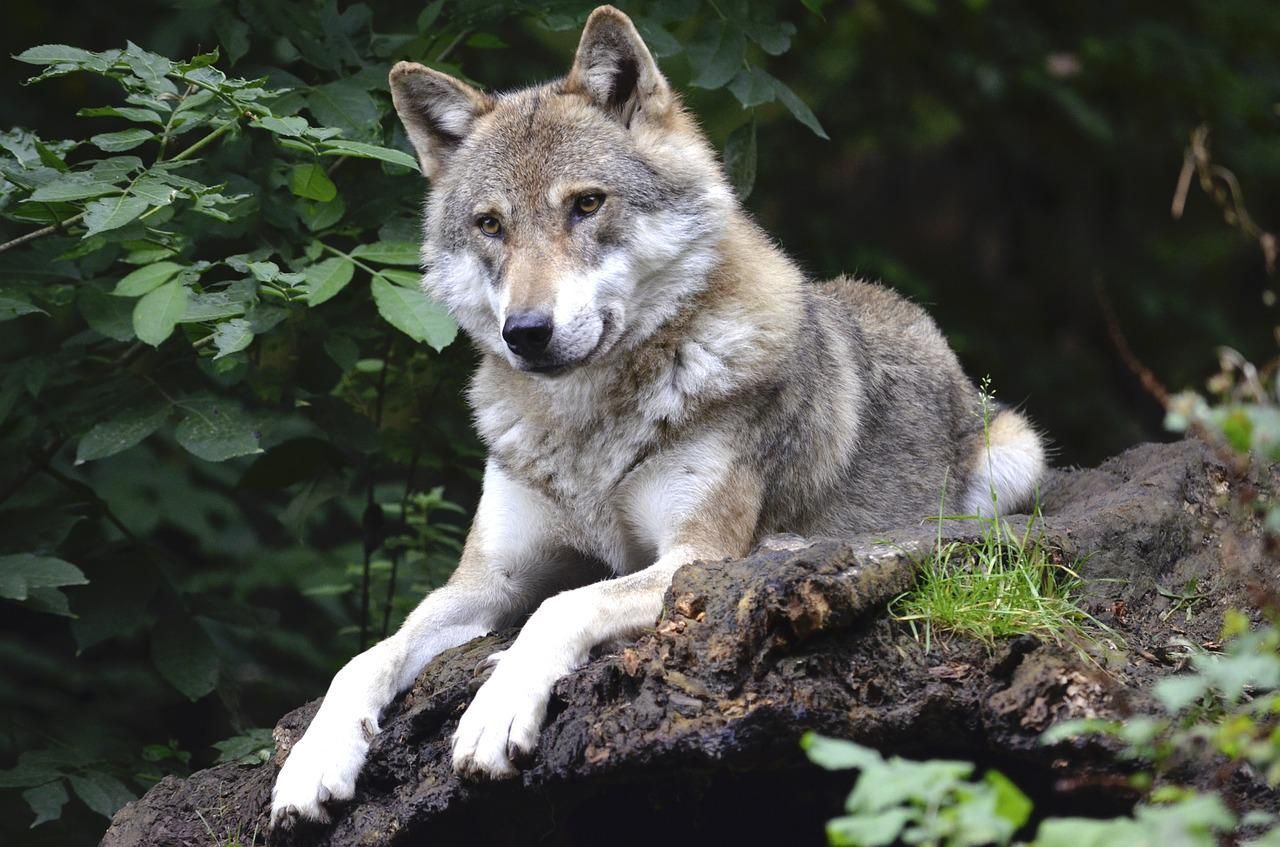 wilki, zwierzęta, pastwisko, bydło mięsne, bydło mleczne, odszkodowania dla rolników, pastuch elektryczny, pastwisko
