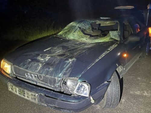 konie na drodze, Kowale Oleckie, Pogorzel , KWP Olsztyn