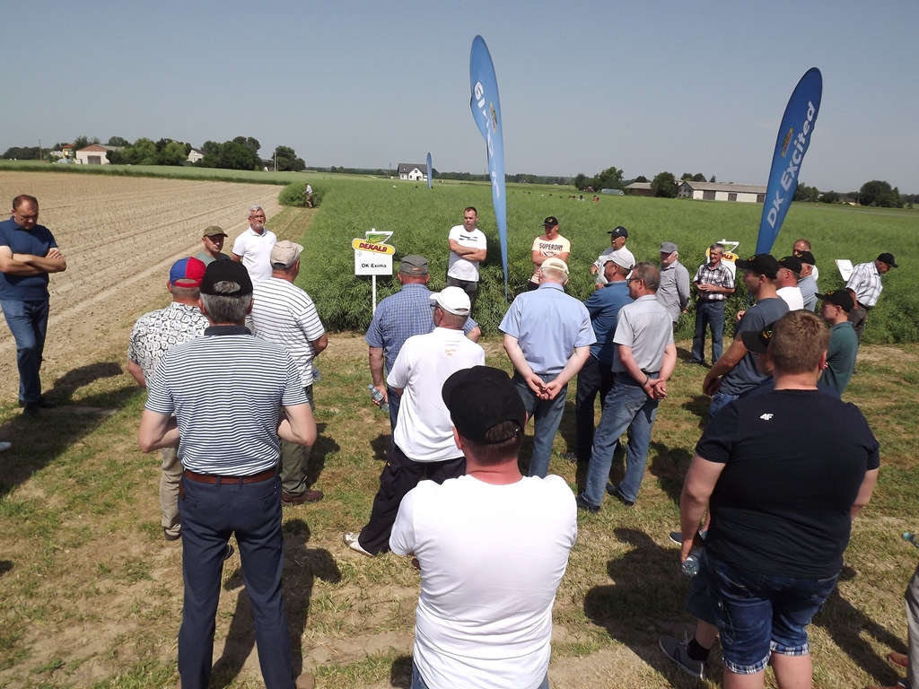 spotkania polowe firmy Bayer, Strzeszkowice Duże, rzepak ozimy Dekalb