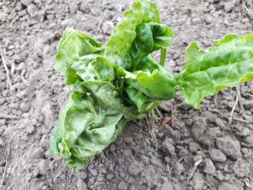 burak cukrowy, Sahryń