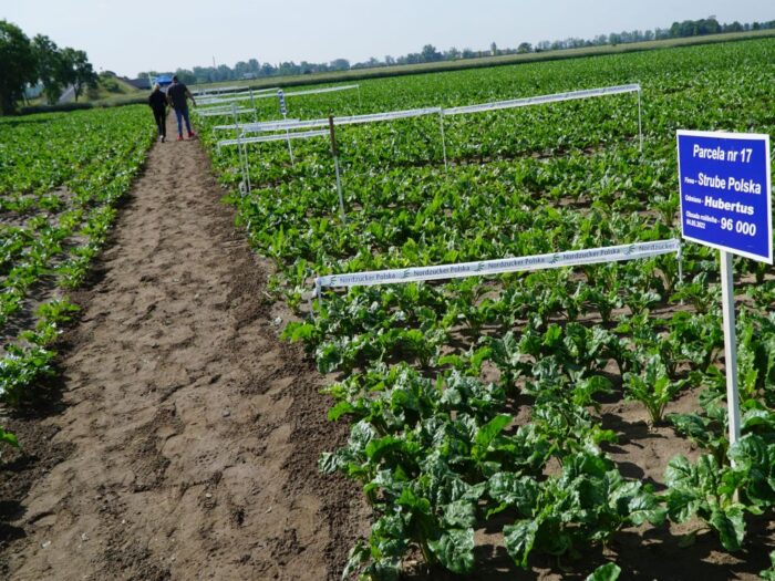 Nordzucker Polska, dzień buraka cukrowego, Trzcianka, Natalia Mioduszewska