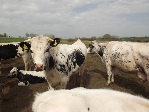 brazylia, ekport mięsa, wołowina, drób